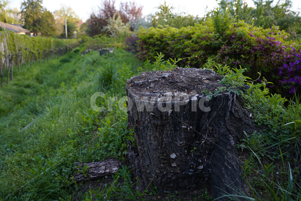 나무,식물,풍경,초록색,그루터기,나무,trees,wood