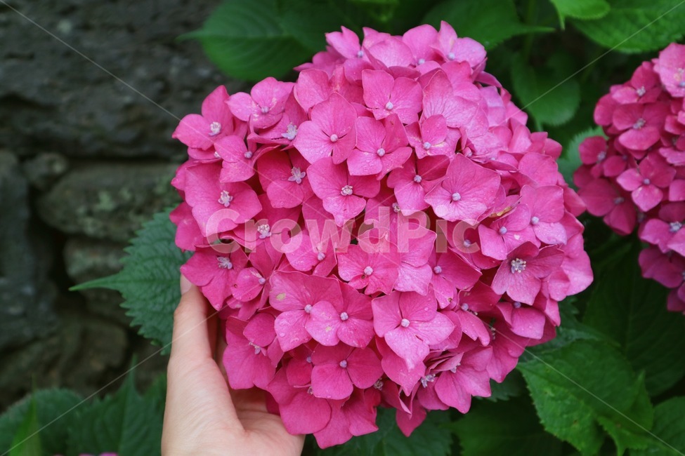 자연,식물,수국,꽃,flower,자주색