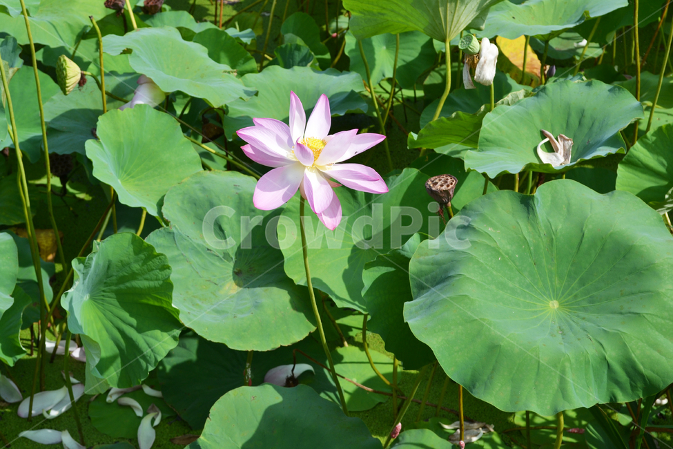 꽃,식물,자연,연꽃,연잎,lotus,식물,자연,plants,nature,꽃,flower