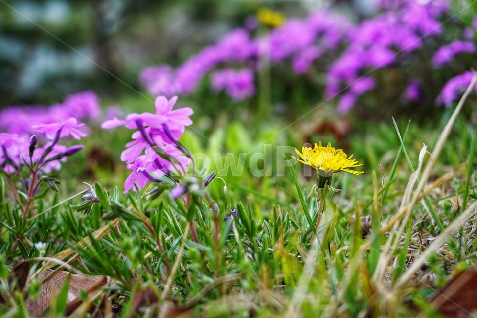 plant,식물,잔디,꽃,꽃잔디,grass,flower,민들레