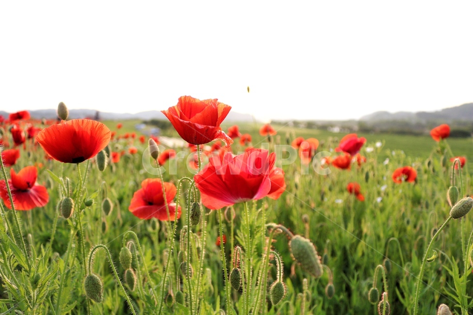 식물,풍경,꽃,양귀비,노을,풍경사진,감성,봄,계절,spring,season,식물,자연,plants,nature,꽃,flower,plant