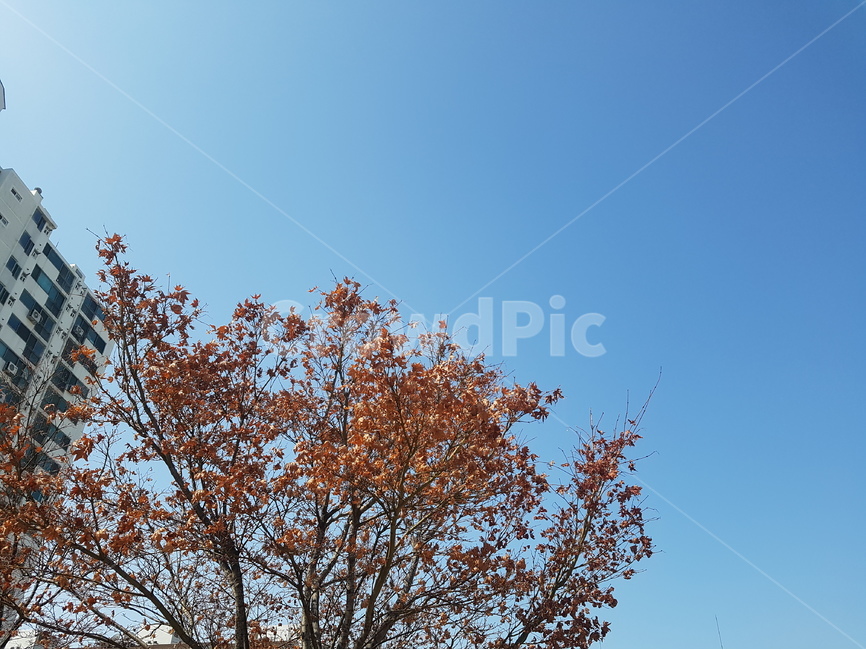 가을하늘,하늘,파란하늘,봄,오후,풍경,가을,계절,fall,autumn,season,식물,자연,plants,nature,나무,trees,wood,tree,plant
