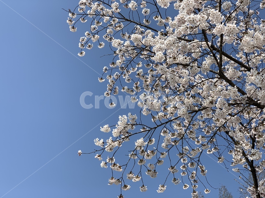 벚꽃,꽃,봄,4월,하늘