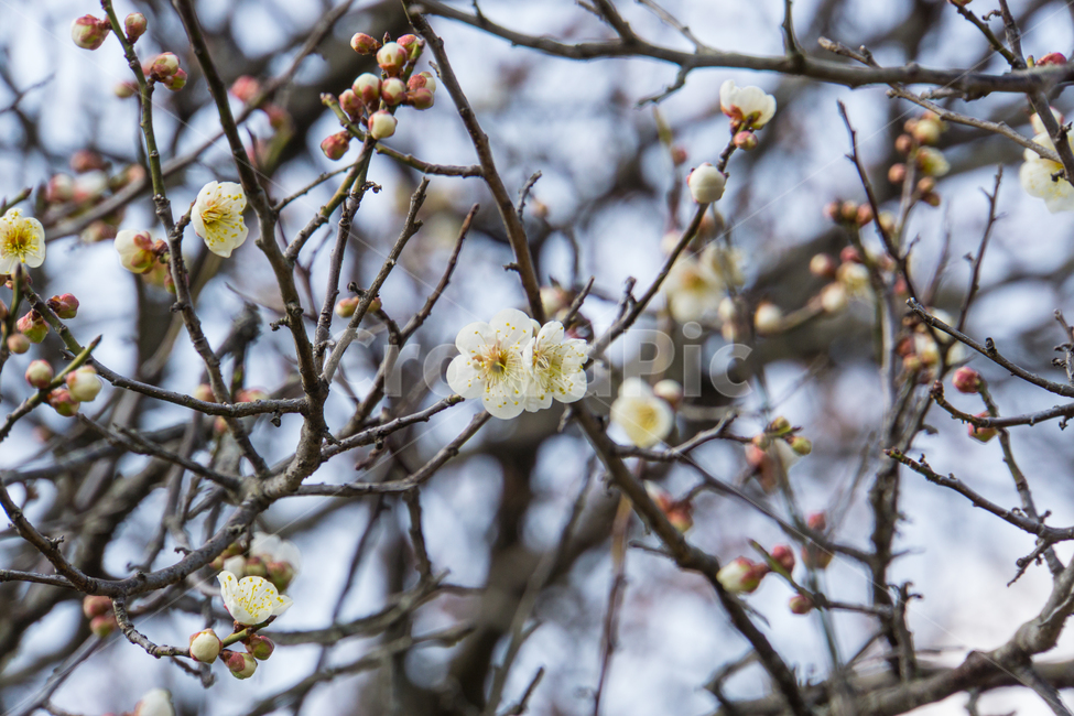 매화,봄,꽃,매화나무,근접촬영,풍경,봄,계절,spring,season,식물,자연,plants,nature,꽃,flower,plant