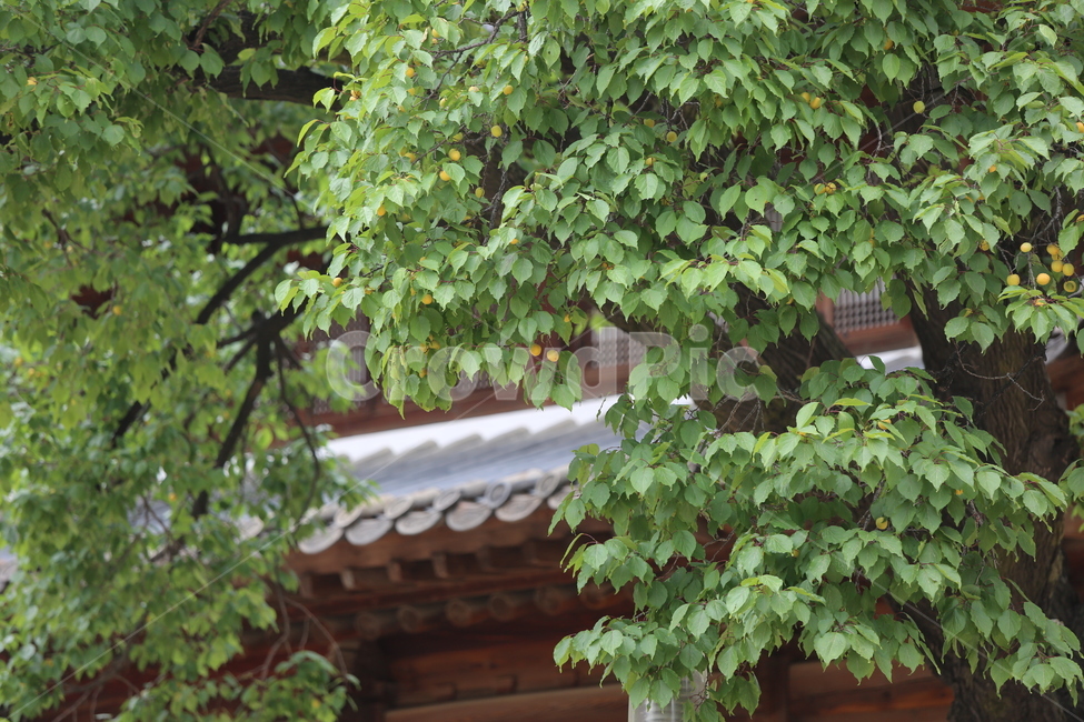 나무,살구나무,나뭇잎,노란색,녹색,열매,궁,궁궐,tree,처마,한국전통,한국문화,korean traditional,korean culture,식물,자연,plants,nature,나무,trees,wood