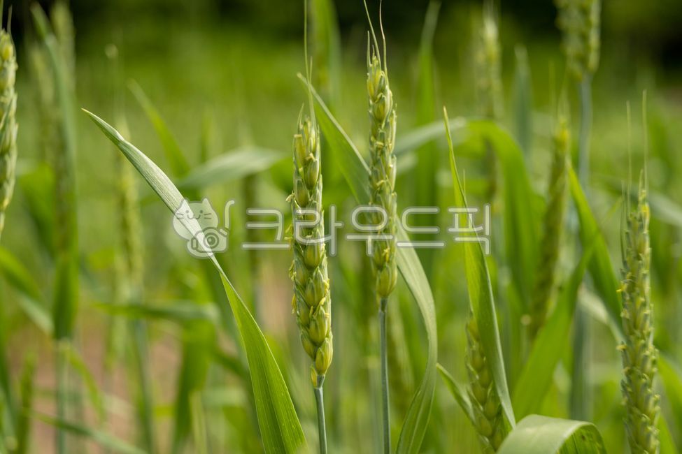 spring,greenfield,green,ear,barley field,vegetation,barley,barley flower,grain