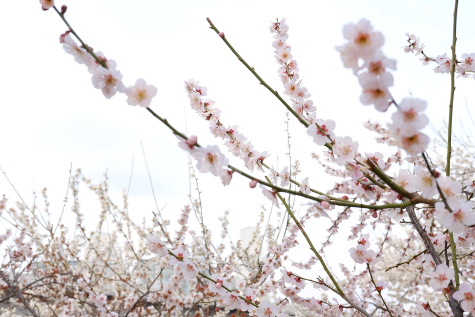 봄,봄꽃,꽃,매화,벚꽃,나들이,배경,배경화면,flower,flowers,spring,봄,계절,spring,season,plant,식물,blossom