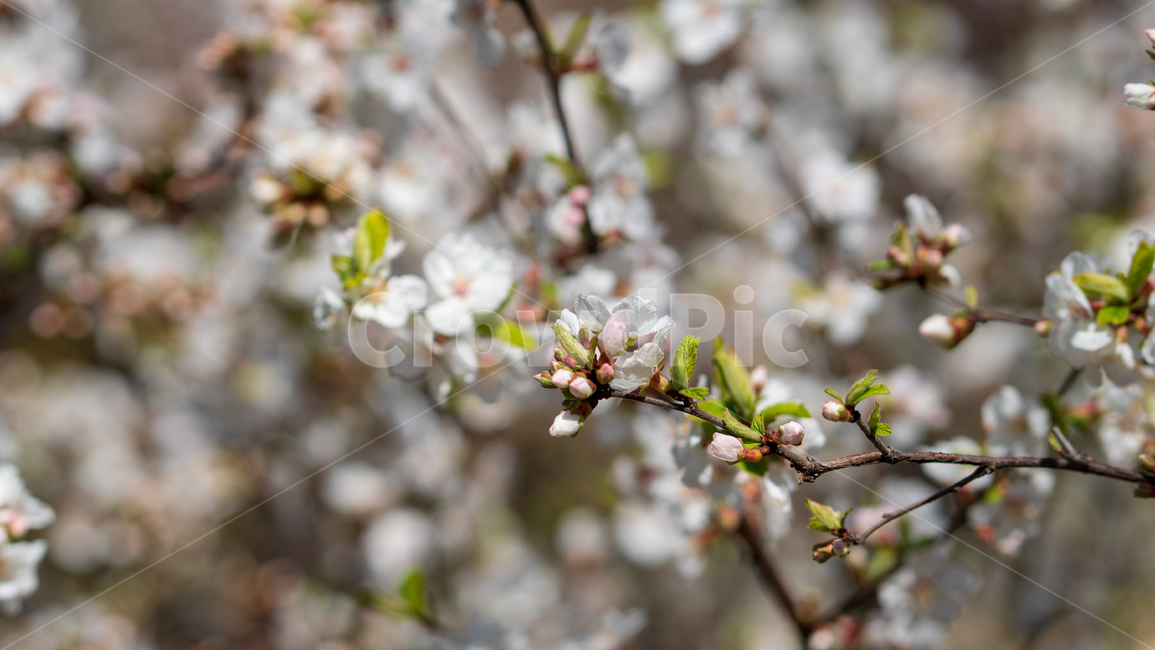 벚꽃,봄꽃,봄,자연,계절,season,spring,cherryblossoms,꽃축제,봄날,화려한,예쁜,핑크색,하얀색,파란색,파란하늘,flower,nature,garden,beautiful,공원,바탕,정원,봄하늘,나무,가로수