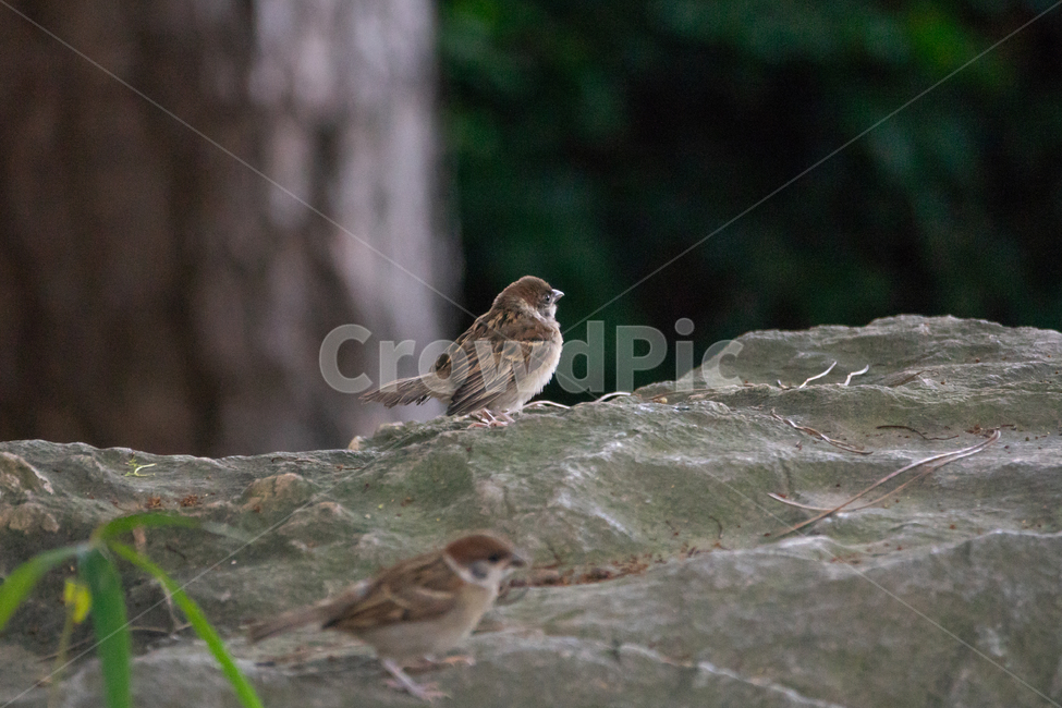 조류,탐조,새,텃새,철새,bird,동물,animal,조류,새,birds