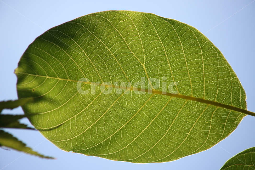 호두나무잎,잎,한잎,초록,leaf