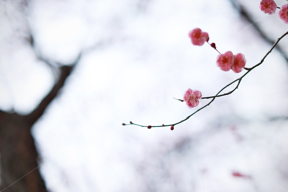홍매화,봄,매화,꽃,koreanflower,봄,계절,spring,season,식물,자연,plants,nature,꽃,flower,plant