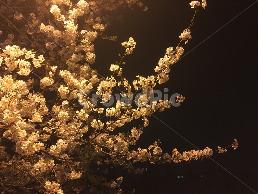 밤,꽃,벚꽃,벚꽃축제,배경,따뜻함,봄,계절,spring,season,야경,밤,풍경,nightscape,night,landscape,식물,자연,plants,nature,꽃,flower