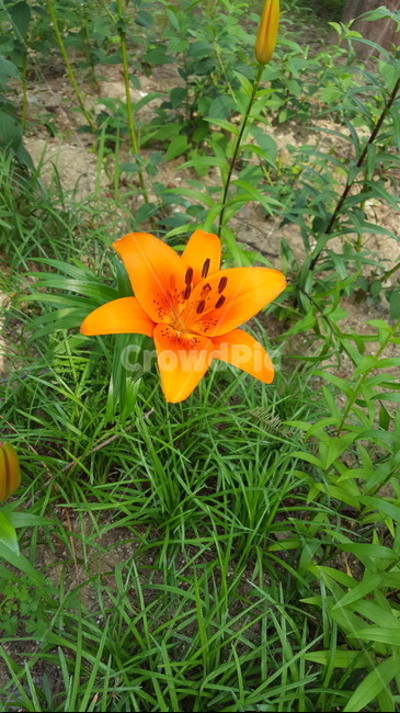 자연,식물,꽃,싱그러운,힐링,초록이,식물,자연,plants,nature,꽃,flower