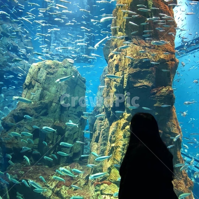 여자,수족관,뒷모습,실루엣,그림자,바다,물고기,동물,animal,어류,물고기,fish,사람,인물,인간,human,person,여성,여자,woman,female,lady