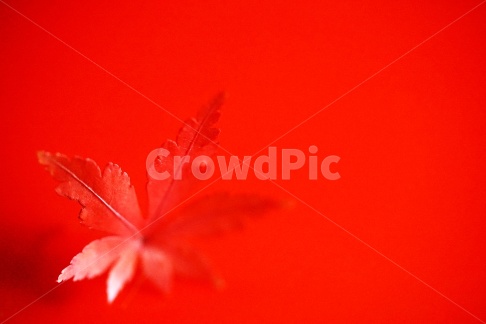 단풍잎,단풍,낙엽,나뭇잎,단풍나무,가을,계절,fall,autumn,season,plant,식물,leaf,잎