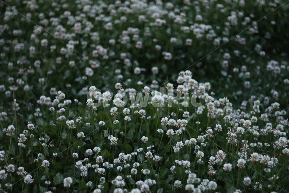 토끼풀,봄,행운,밤,흰색,식물,자연,plants,nature,꽃,flower