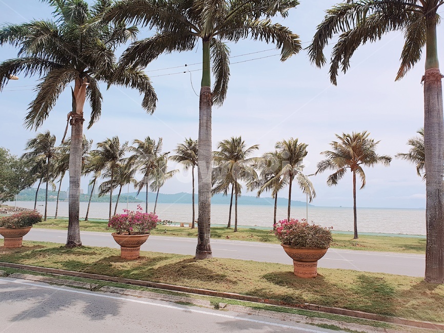 summer,여름,plant,식물,tree,나무