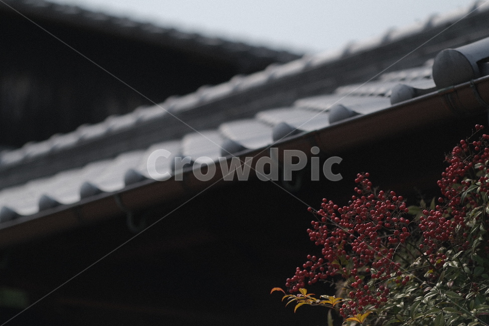 담,담벼락,기와,골목,나무,식물,tree,plant,건축물,건물외관,exterior,building,structure,architecture,construction