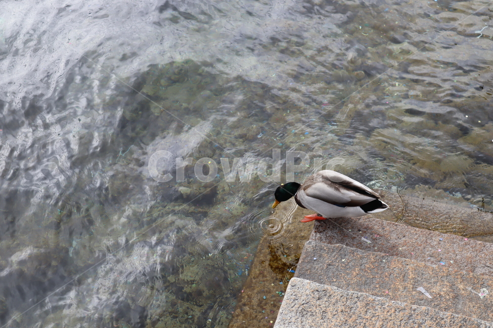 청둥오리,오리,동물,duck,mallard,새,bird,animal,waterfowl,물새