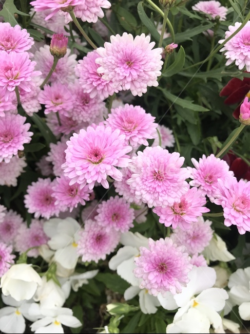 플라워,꽃,자연,flower,식물