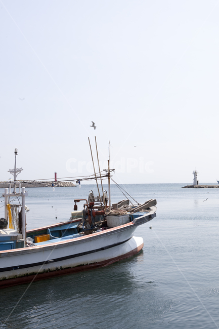 선박,갈매기,배,고기잡이배,새,bird,boat,보트,transportation,어업,fishery,fishing industry