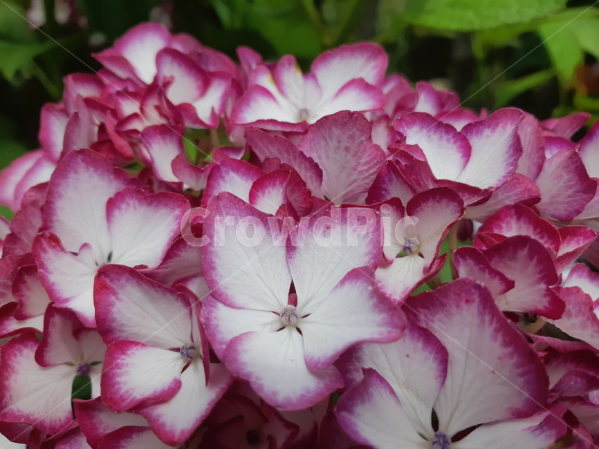 꽃,식물,flower,plant,수국,식물,자연,plants,nature,꽃,flower