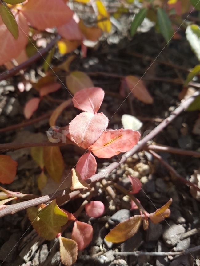 단풍,식물,잎,자연,가을,가을,계절,fall,autumn,season,식물,자연,plants,nature,leaf,plant