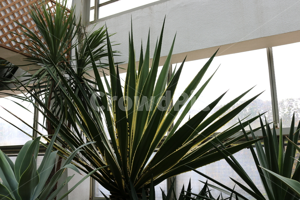 선인장,다육식물,다육이,식물,용설란,세기식물,자연,식물,자연,plants,nature