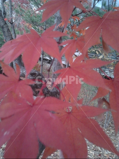 단풍,나무,야외,잎,가을,가을,계절,fall,autumn,season,식물,자연,plants,nature,leaf,plant,tree,maple