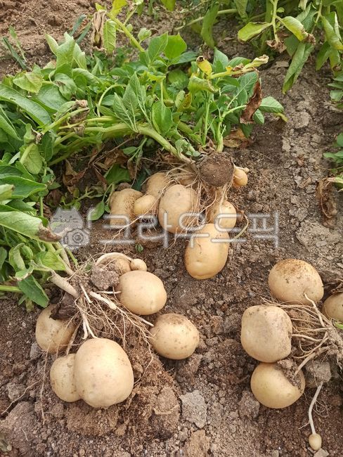 감자,감자밭,감자수확,감자재배,농작물,채소