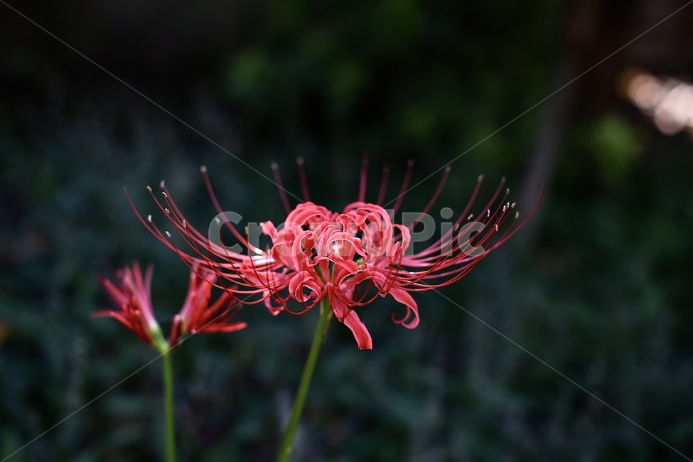 꽃,꽃무릇,flower,9월,가을,식물,자연,plants,nature,꽃,flower