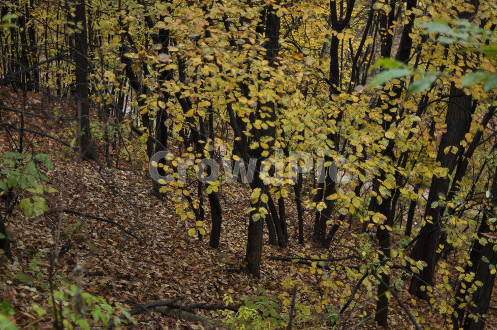 가을,나무,가을풍경,풍경,단풍,낙엽,가을,계절,fall,autumn,season,자연,풍경,nature,landscape,tree,plant,식물,tree trunk,나무 줄기