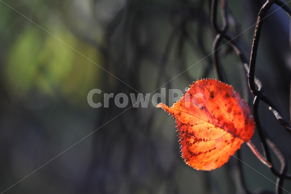 단풍잎,가을풍경,식물,자연,감성사진,단풍,가을,계절,fall,autumn,season,식물,자연,plants,nature,감성,sensible,feeling,leaf,잎,plant,veins,정맥
