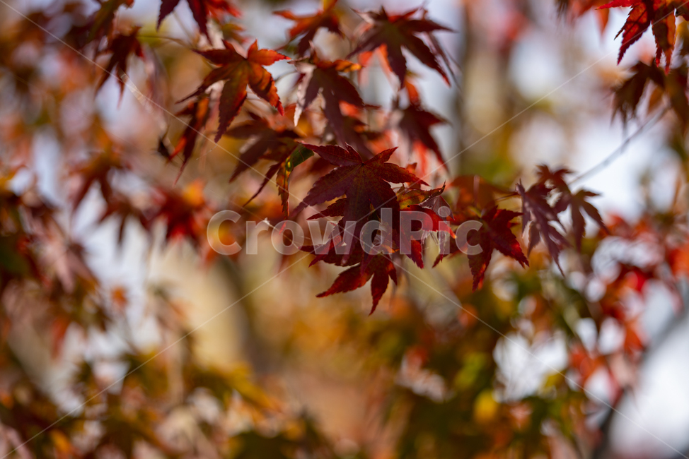 plant,식물,leaf,tree,나무,감성,가을,단풍,가을,계절,fall,autumn,season,식물,자연,plants,nature,잎