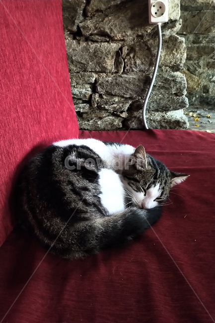 동물,animal,고양이,cat,pet
