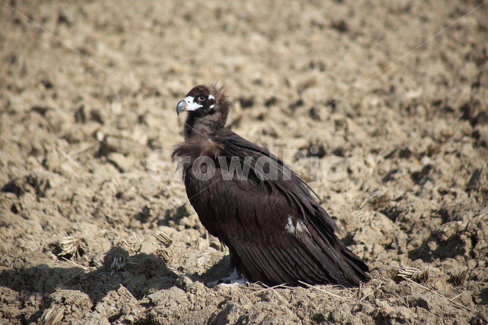 독수리,철새,새,조류,cinereousvulture,동물,animal,조류,새,birds