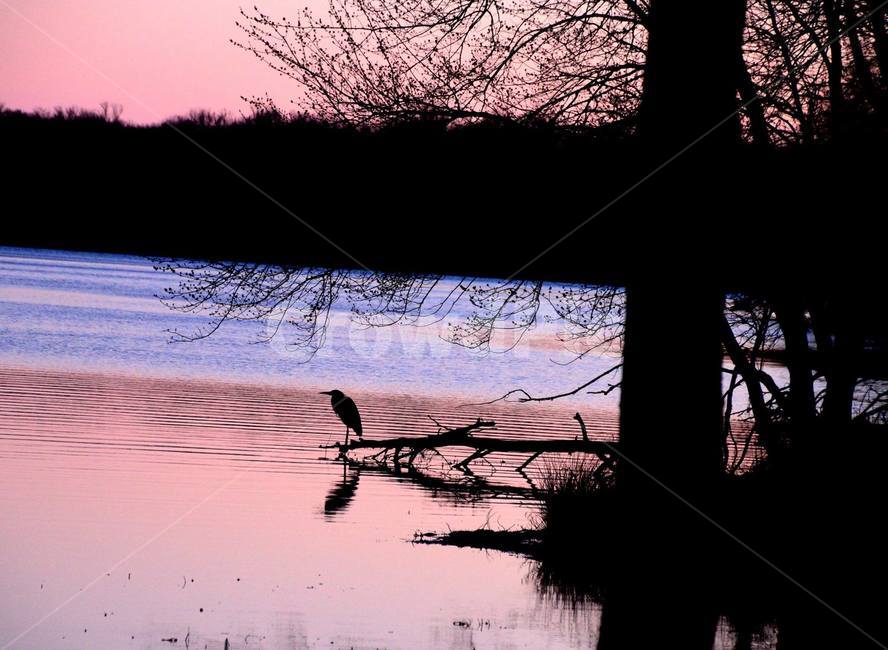 황혼,호수,burkelake,외로움,loneliness,새,자연,풍경,nature,landscape,동물,animal,조류,새,birds,고독함,외로움,쓸쓸함,우울함,슬픔,lonely,solitary,outdoors,옥외,water,물,land,땅