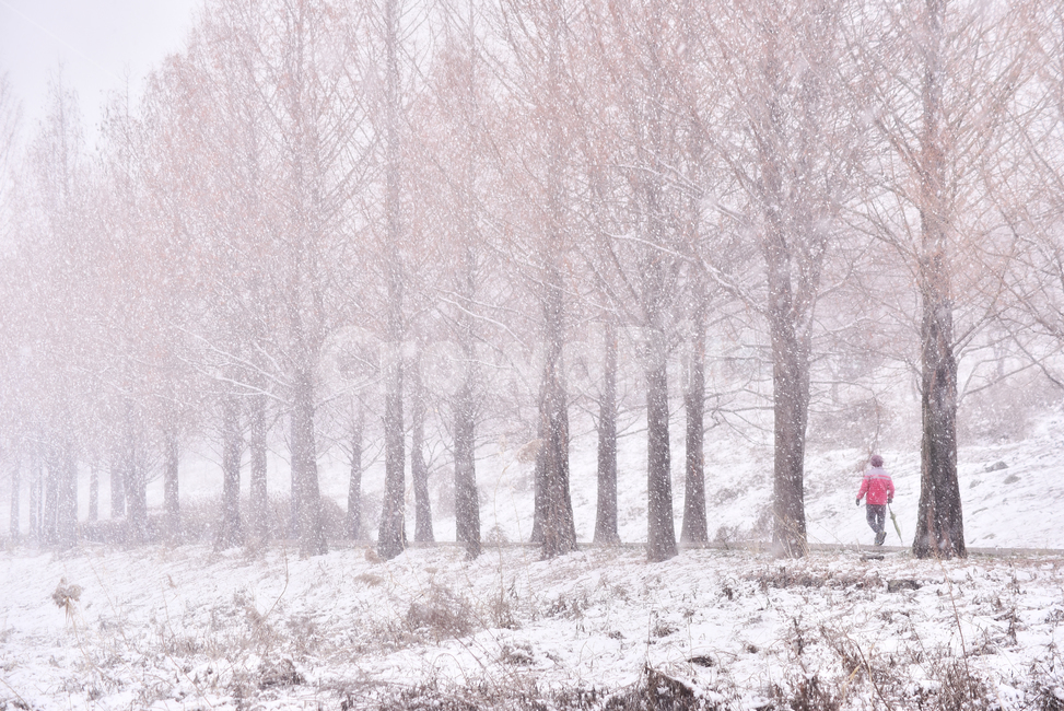 설경,자연,겨울배경,옥외,한국자연경관,사람,남자,겨울나무,워킹,가로수,야외,아웃도어,배경,바탕,백그라운드,풍경,겨울풍경,시즌,계절,season,winter,snow,눈보라,메타쉐콰이어,겨울,계절,winter,season,자연,풍경,nature,landscape