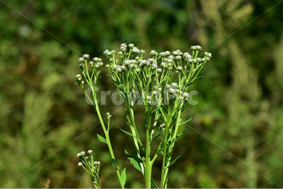 각시취,야생화,식물,자연,꽃,생태,힐링,플라워,wildflower,flower,plants,nature,season,감성,느낌,emotion,feeling,여름,초롱꽃목,국화과,취나물속,식물,자연,plants,nature,꽃,flower