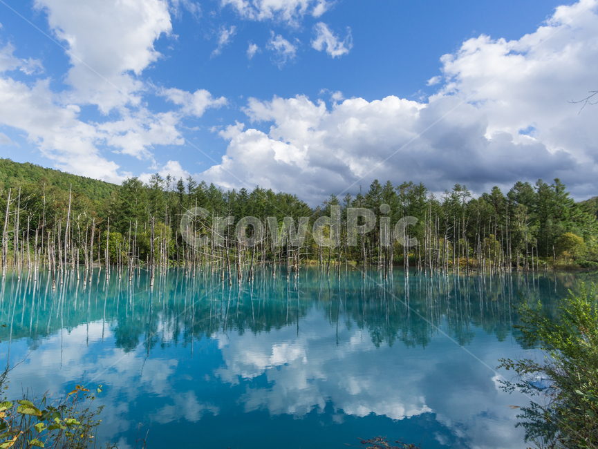 pond,Cheongui Lake,nature,tree,Japanese scenery,Hokkaido,BiA Tour,Aoiike,natural scenery,old tree,landscape,BA