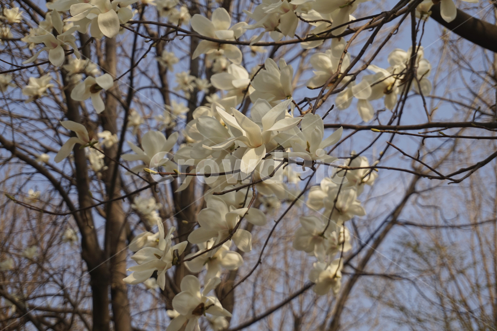 꽃,flower,flowers,whiteflower,flowertree