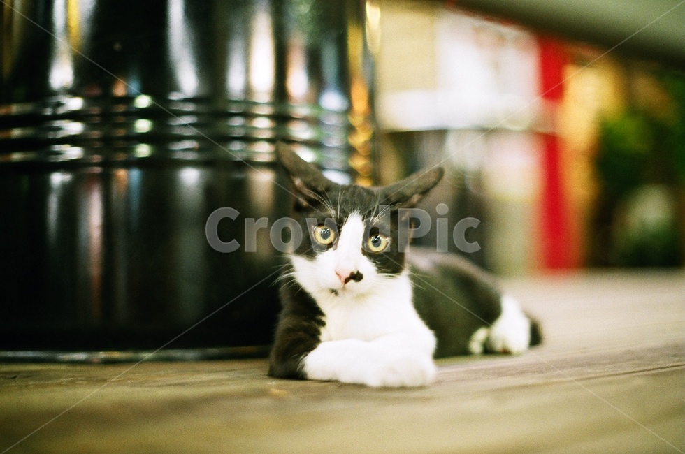 고양이,개냥이,눈,아기고양이,쫑긋,동물,animal,포유류,mammal,고양이,cat,kitten,kitty
