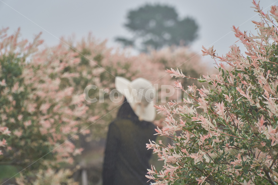 제주,꽃,풍경,감성,삼색버드나무,인물,와이프,아내,사람,인물,인간,human,person,여성,여자,woman,female,lady,감성,sensible,feeling