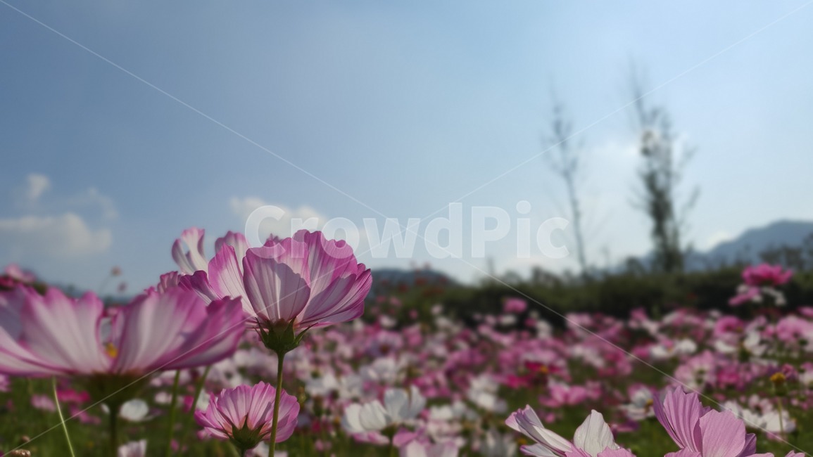 코스모스,blossom,꽃,geranium,제라늄,plant,식물,flower,petal,꽃잎,가을,식물,자연,plants,nature,꽃,flower