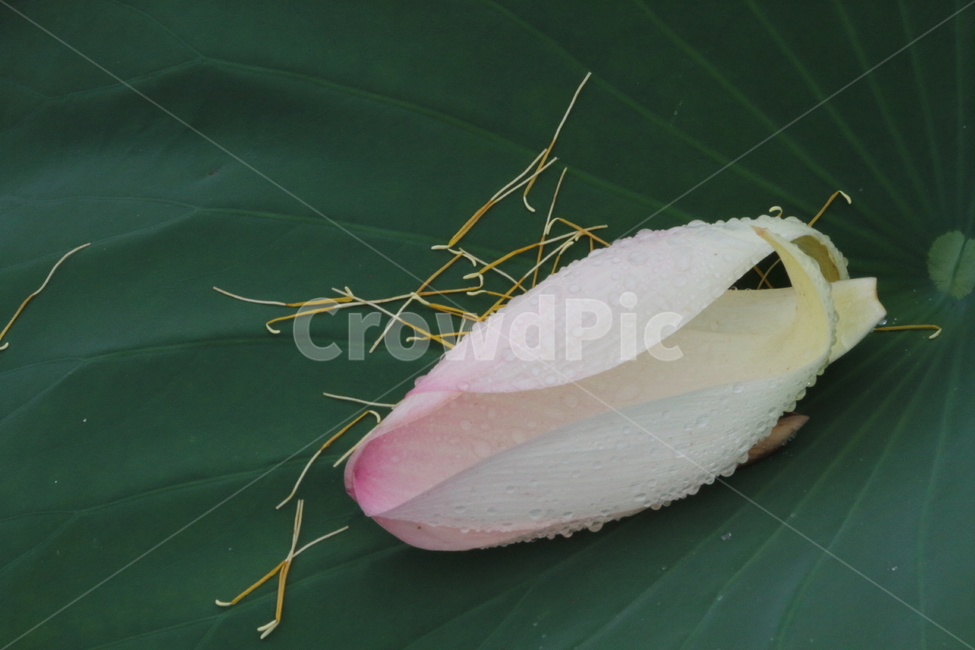 꽃잎,낙화,연,연잎,lotus,꽃,flower