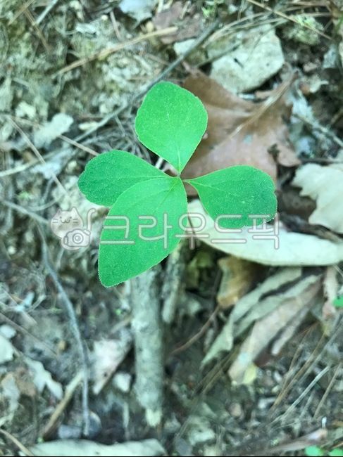 더덕, 더덕잎, leaf, 식물, plant, 사진,이미지,일러스트,캘리그라피 - 이거내꺼작가