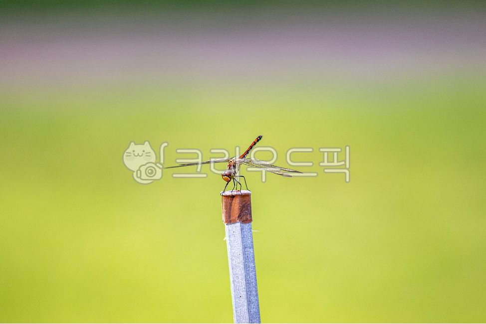동물,곤충,잠자리,고추잠자리,가을,감성