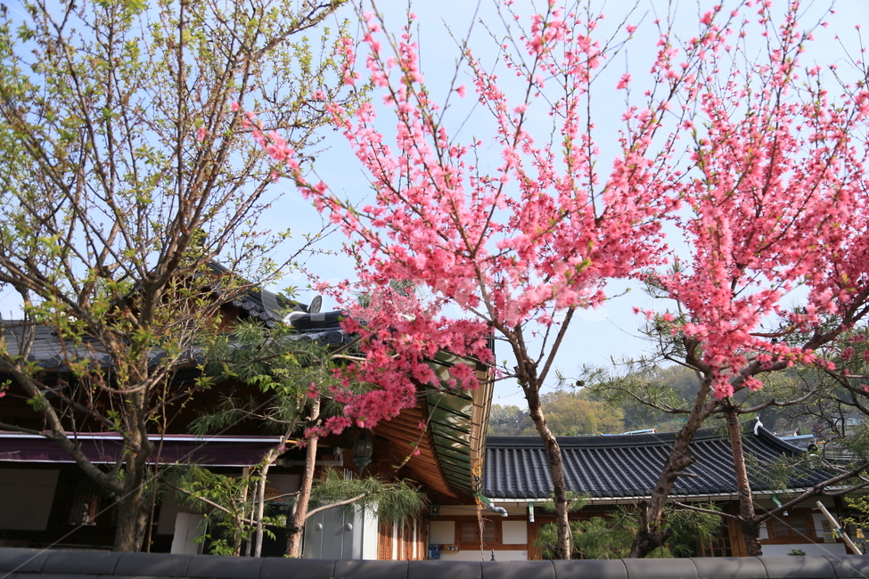 꽃,전주한옥마을,한옥,봄,만첩홍도,복사꽃,봄,계절,spring,season,한국전통,한국문화,korean traditional,korean culture,식물,자연,plants,nature,나무,trees,wood,plant