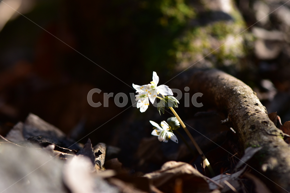 너도바람꽃,야생화,봄,꽃,풀꽃,자연,식물,식생,감성,힐링,plants,nature,spring,season,flower,emotion,feeling,흰색,초본,너도바람꽃속
