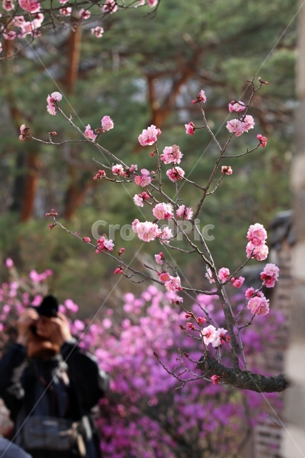 매화,꽃,식물,자연,감성사진,겹매화,식물,자연,plants,nature,꽃,flower